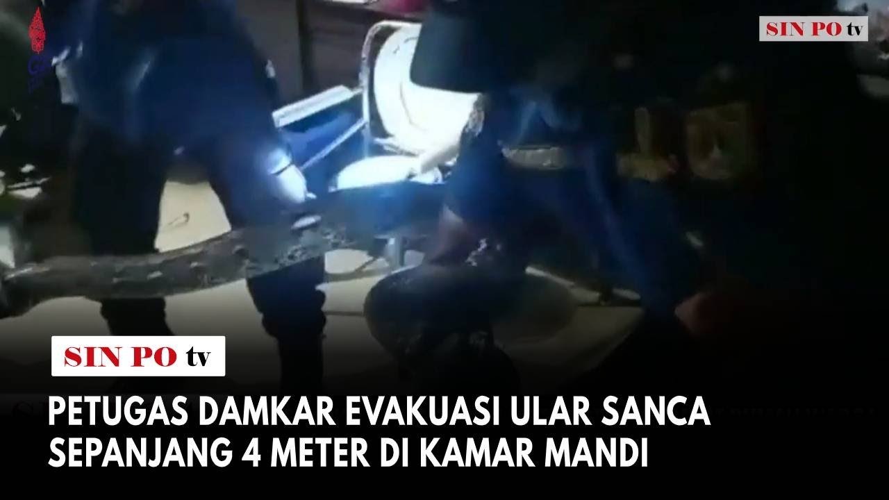 Petugas Damkar Evakuasi Ular Sanca Sepanjang 4 Meter Di Kamar Mandi