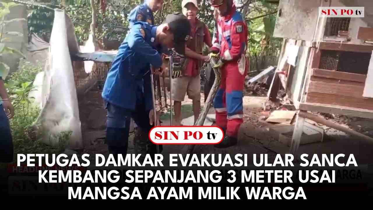Petugas Damkar Evakuasi Ular Sanca Kembang Sepanjang 3 Meter Usai Mangsa Ayam Milik Warga