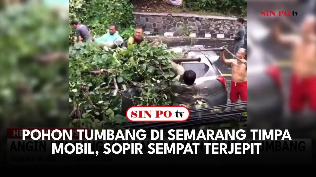 Pohon Tumbang di Semarang Timpa Mobil, Sopir Sempat Terjepit