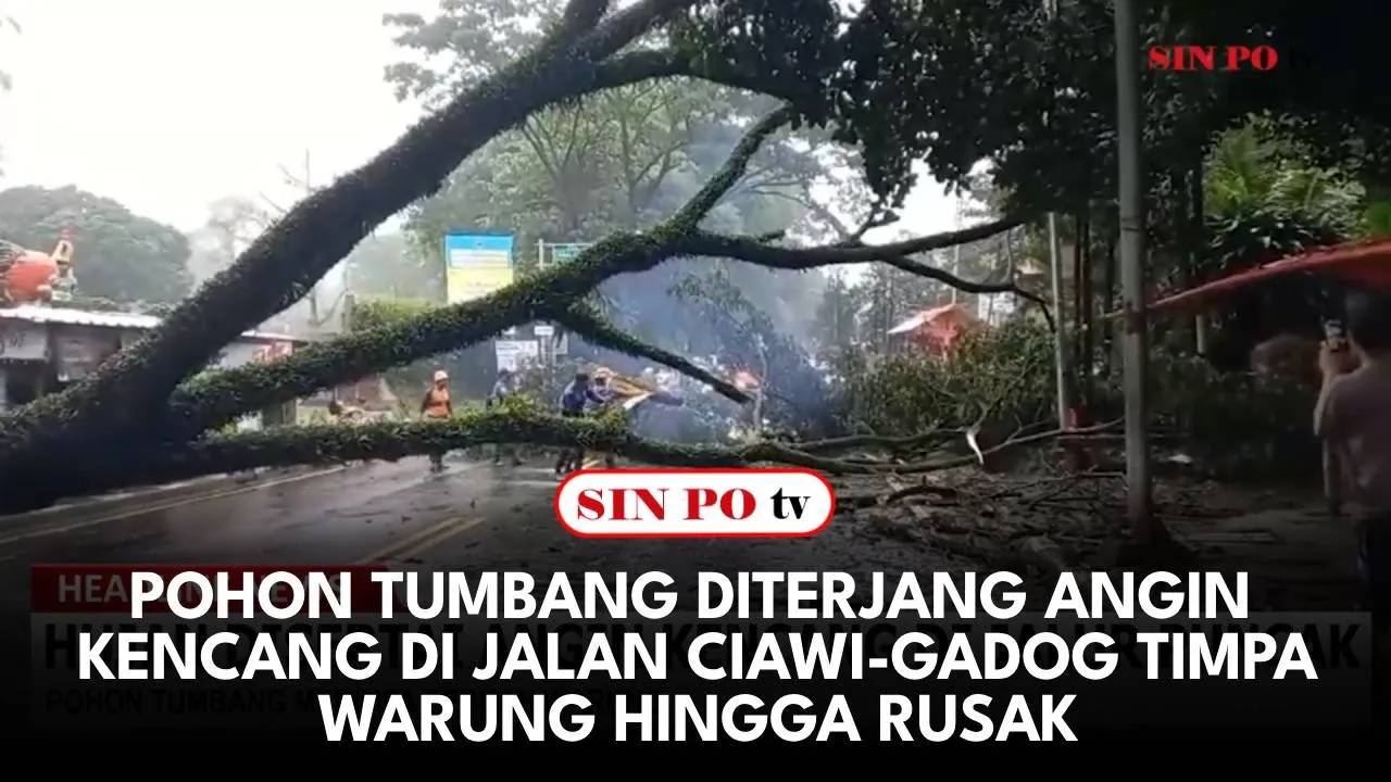 Pohon Tumbang Diterjang Angin Kencang di Jalan Ciawi-Gadog Timpa Warung Hingga Rusak